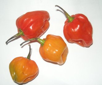jamaicanpeppers.jpg
