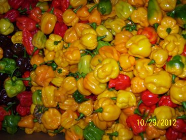 mixed hots 001.JPG