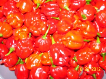 mixed hots 003.JPG