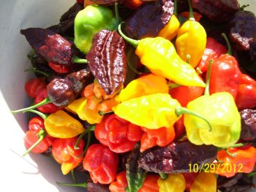 mixed hots 005.JPG