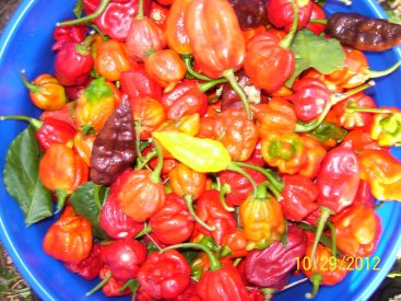 mixed hots 008.JPG