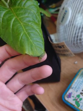 DSC_1519.JPG