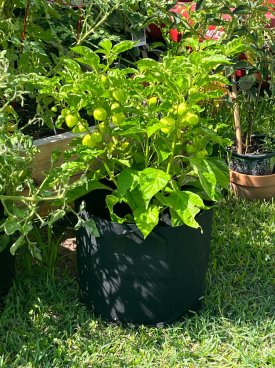 IMG_5768.jpeg