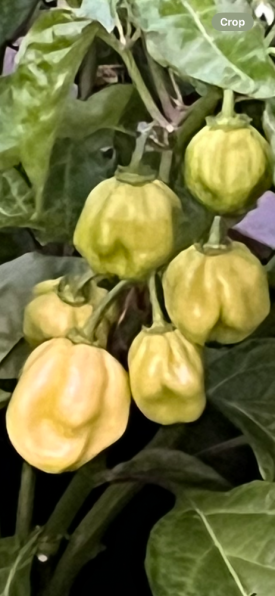 IMG_5779.png