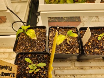 Bell Peppers.jpg