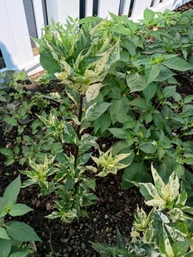 CMPCR139 F3 - White-Green-Purple Variegated.jpeg