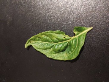 IMG_20250713_023907.jpg