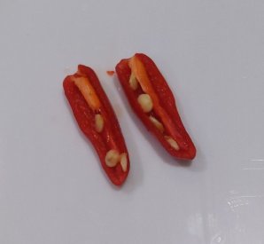 IMG_20250719_012450.jpg
