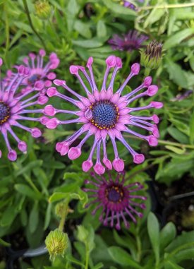 IMG_20250530_151943~2.jpg