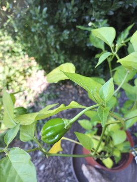 aji 1.jpg