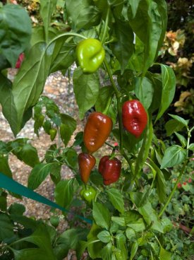 PXL_20251018_180428433.jpg PXL_20251018_180428433.jpg