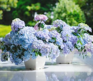 Fairytrail Fresco.jpg