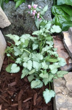 plant.jpg
