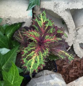 plant2.jpg