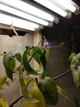 IMG_20180119_135346945_HDR.jpg
