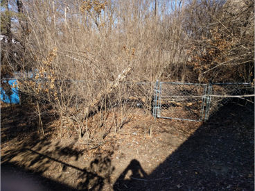 Yard-Before.png
