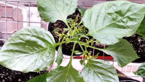 20190629_121130.jpg