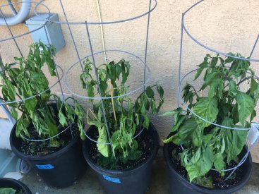 Dying plants.JPG