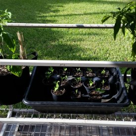 sugarrushpeachseedlings3weeks.jpg