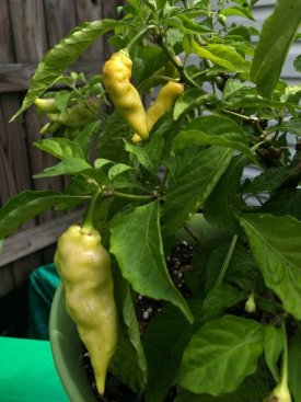 peppers (6).jpg