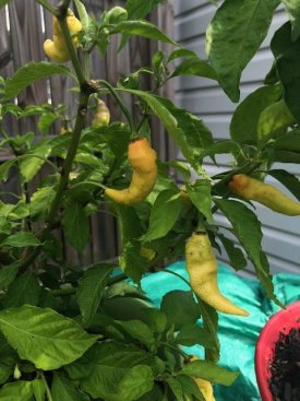 peppers (5).jpg
