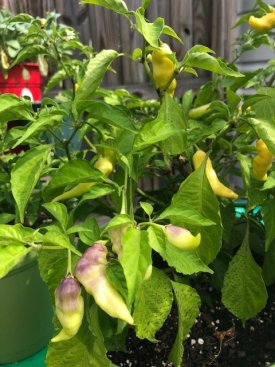 peppers (4).jpg