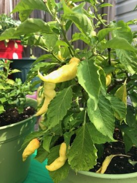 peppers (3).jpg