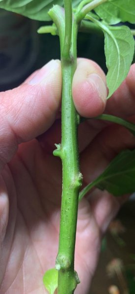 Pepper Branch.jpg