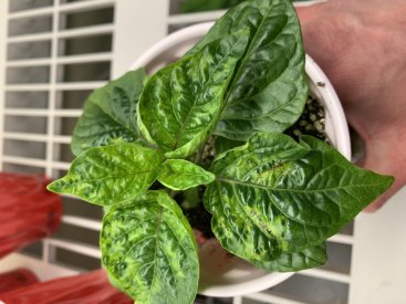 Pepper 1.jpg