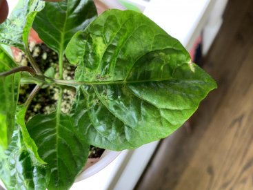 Pepper 4.jpg