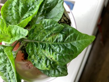 Pepper 5.jpg