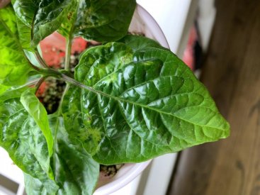 Pepper 6.jpg