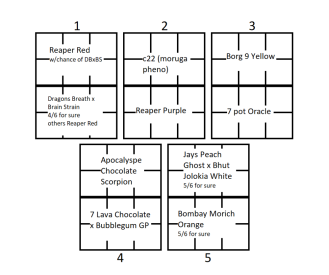 seedtrays.png