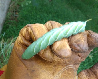 Hornworm IMG_20220728_140058441~2.jpg