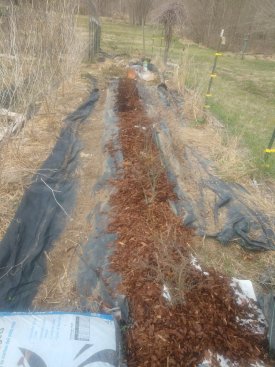 Blueberries mulched IMG_20230323_163402558.jpg