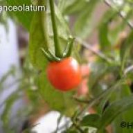 inca berry
