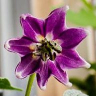pepperomia