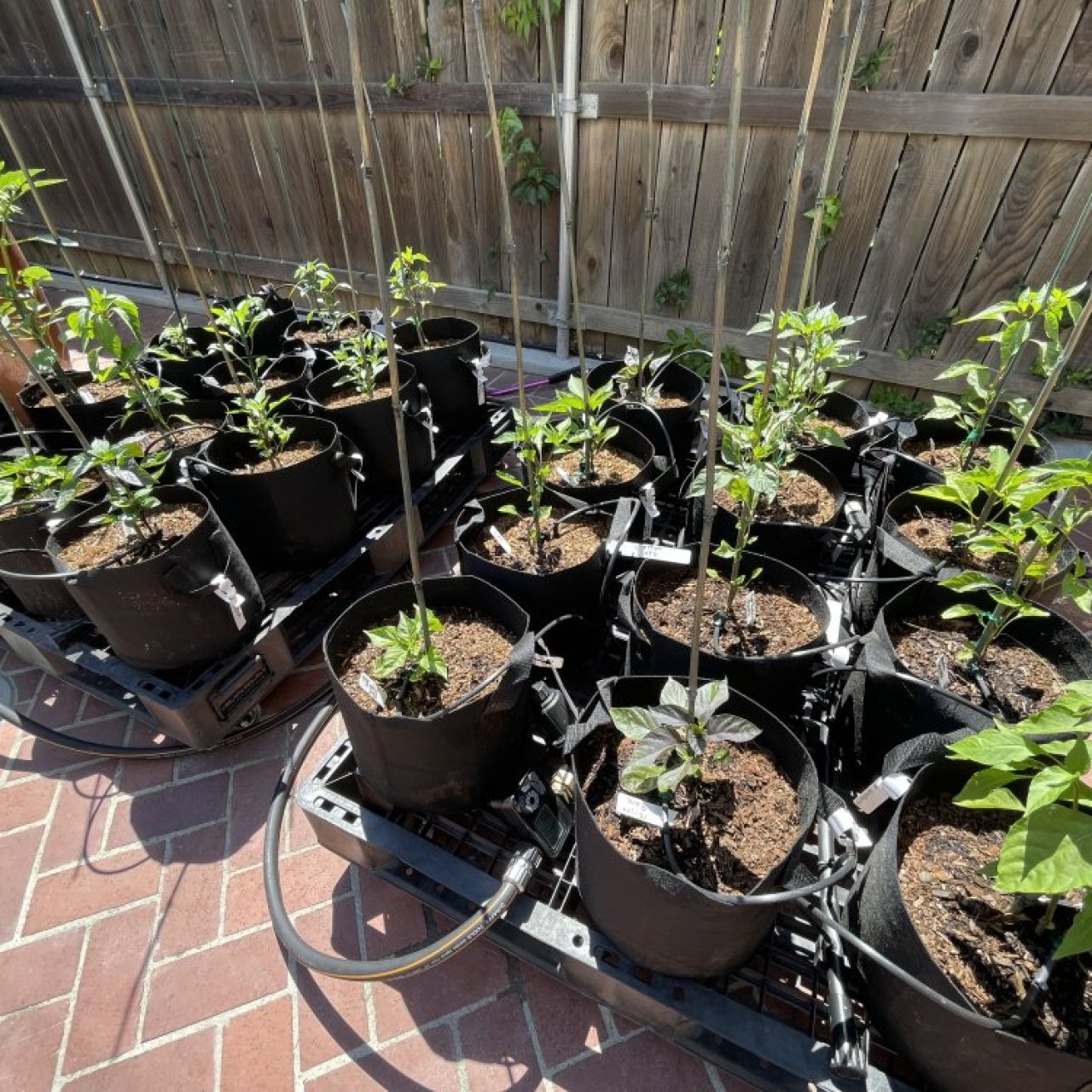 Post one progress pic from this season!